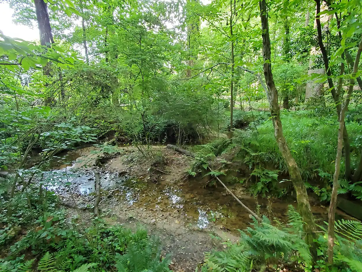 Wildcat Creek in the woods of Dunwoody Nature Center on Roberts Drive, where the Butterfly Experience is held