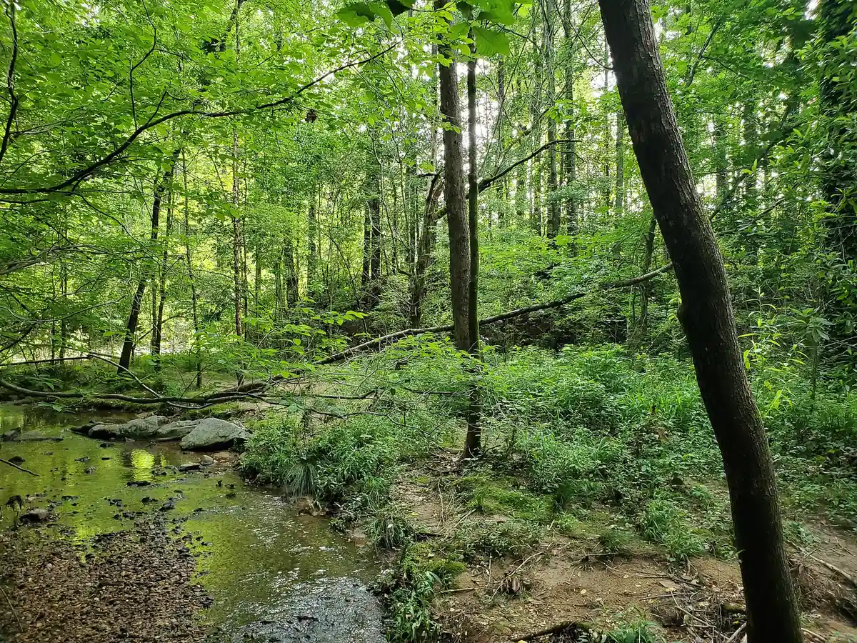Wildcat Creek in the woods of the Dunwoody Nature Center, where leashed dogs are welcome on the trails