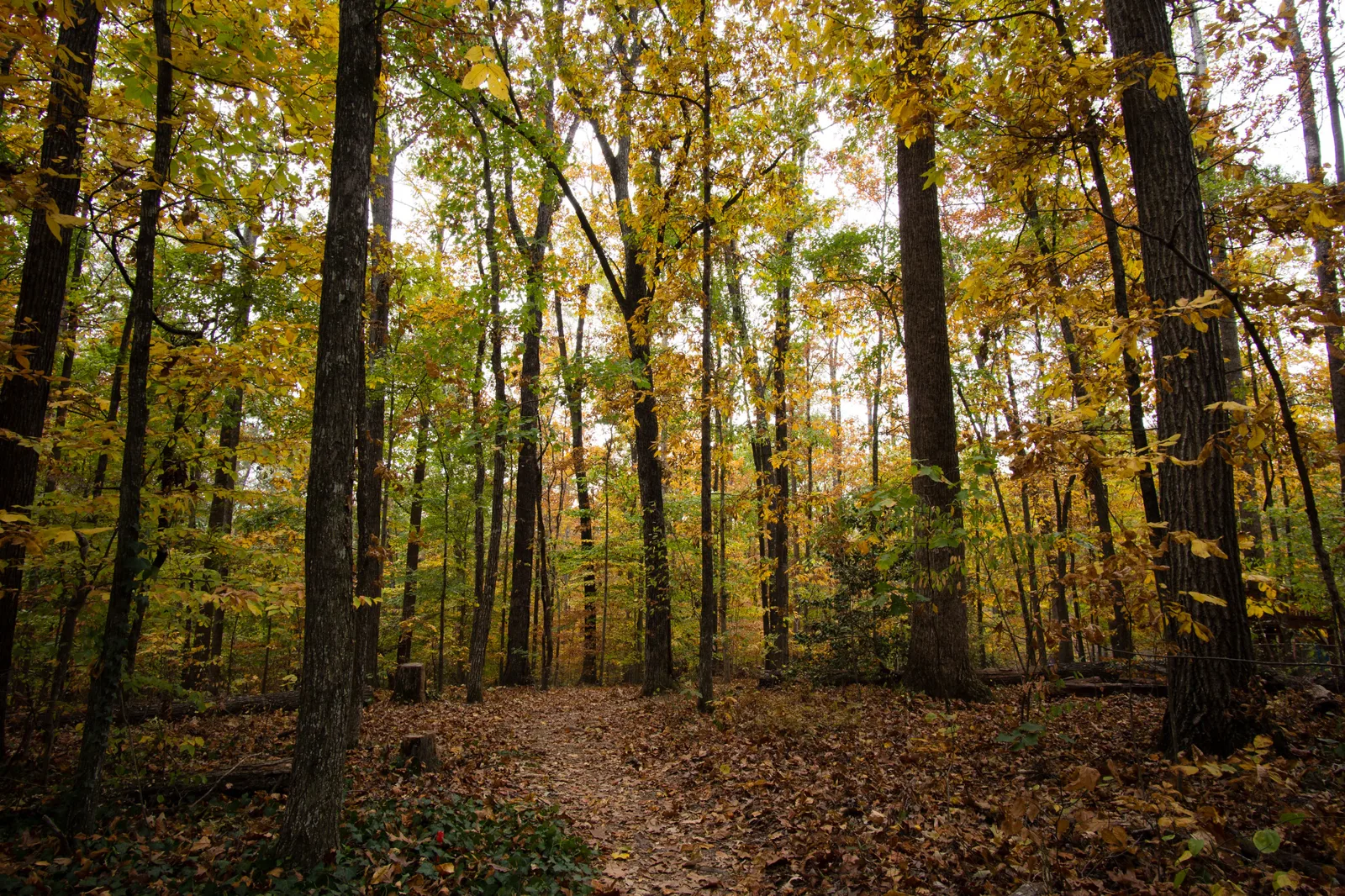 A wooded trail at the Dunwoody Nature Center in Dunwoody Park. The picture does not show the new sculptures.